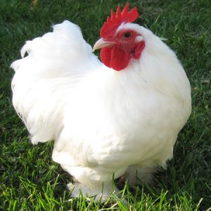 Hen