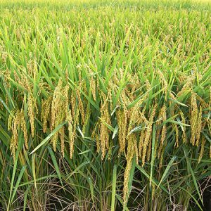Rice