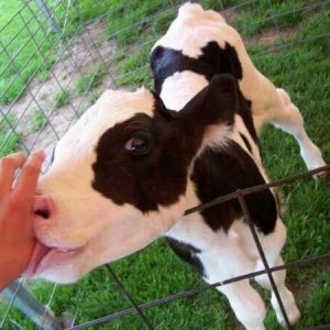 Cow 3