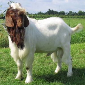 Goat