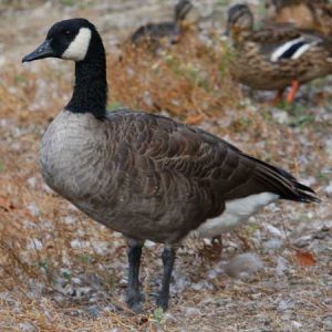 Goose 4