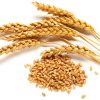 wheat 2