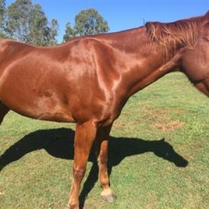 Horse