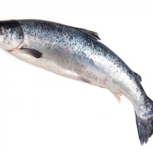Salmon 3