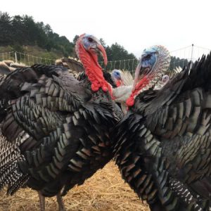 Turkey 6